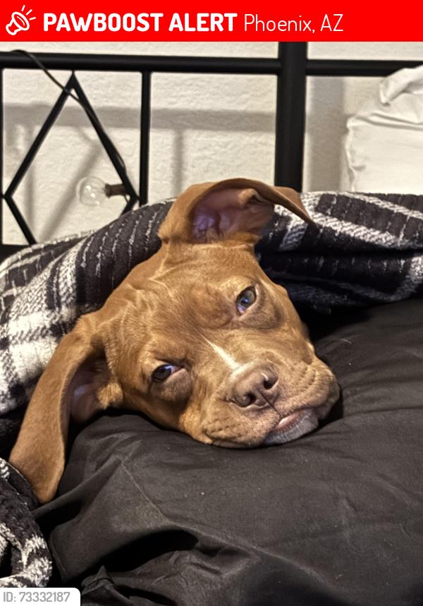 Lost Male Dog last seen Camelback Campbell, Phoenix, AZ 85031