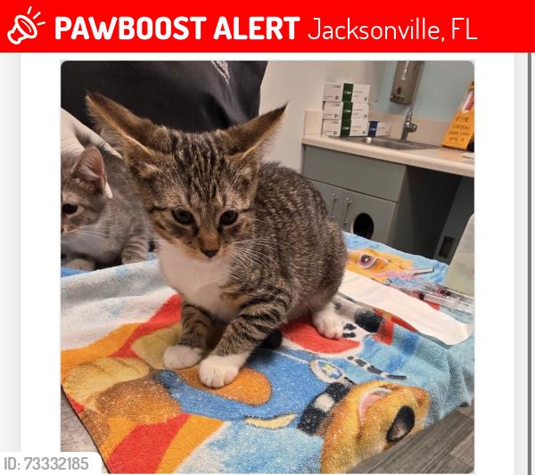 Lost Male Cat last seen Near amarante cir Jacksonville fl 32257, Jacksonville, FL 32257