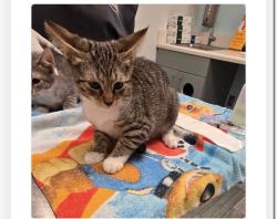 Lost Male Cat last seen Near amarante cir Jacksonville fl 32257, Jacksonville, FL 32257