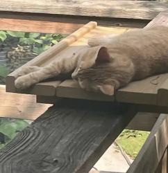 Reunited Female Cat last seen Seminole Drive, Greensboro, NC 27408