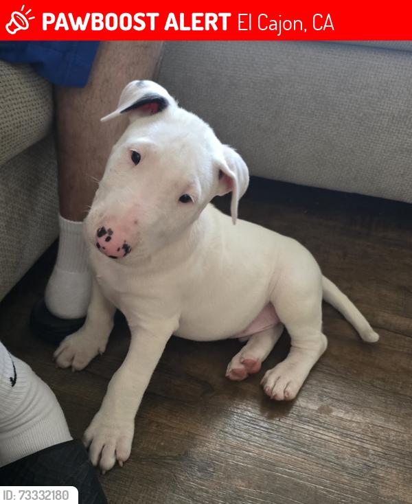 Lost Male Dog last seen Near Highway 8 business, El Cajon, CA 92021