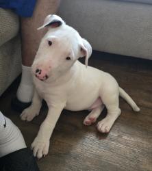 Lost Male Dog last seen Near Highway 8 business, El Cajon, CA 92021