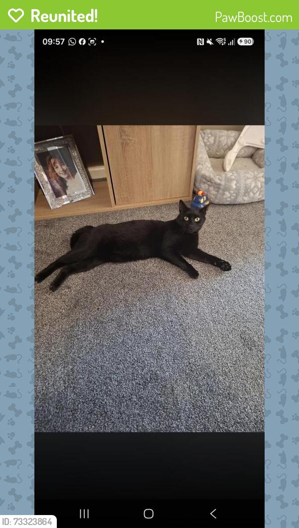 Reunited Male Cat last seen Hareclive Road bristol, Bristol City, England 