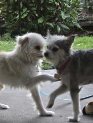 Found/Stray Unknown Dog last seen Monte Vista Dr, pinole ca.94564, Pinole, CA 94564