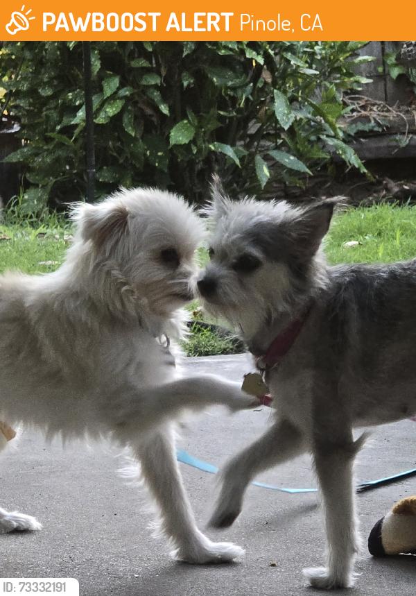Found/Stray Unknown Dog last seen Monte Vista Dr, pinole ca.94564, Pinole, CA 94564