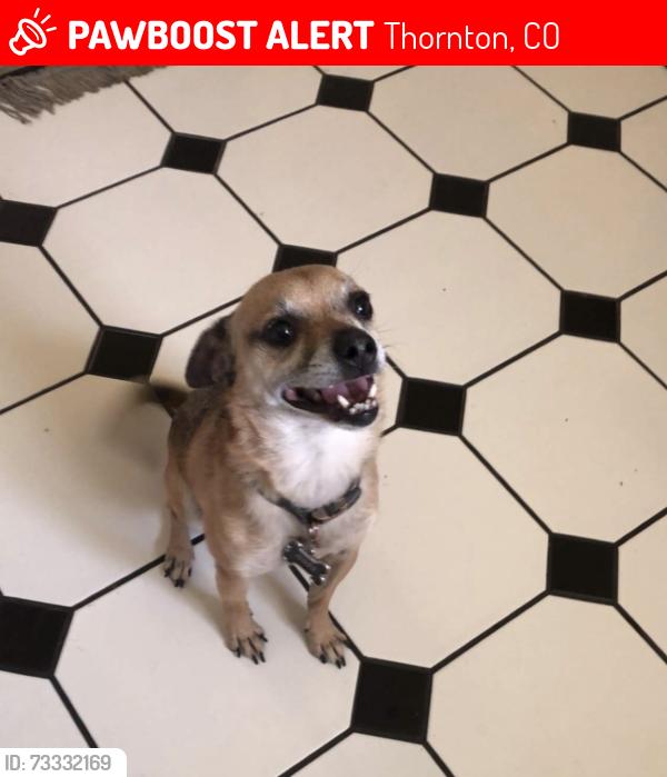 Lost Male Dog last seen Devonshire BLVD, Skyview Highschool, Rotella Park., Thornton, CO 80229