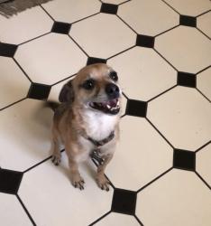 Lost Male Dog last seen Devonshire BLVD, Skyview Highschool, Rotella Park., Thornton, CO 80229