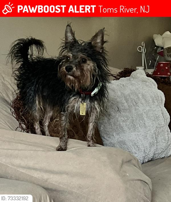 Lost Male Dog last seen 4th and Beechmont, Toms River, NJ 08757
