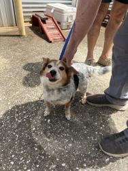 Found/Stray Male Dog last seen Old shell and batre ln, Mobile, AL 36608