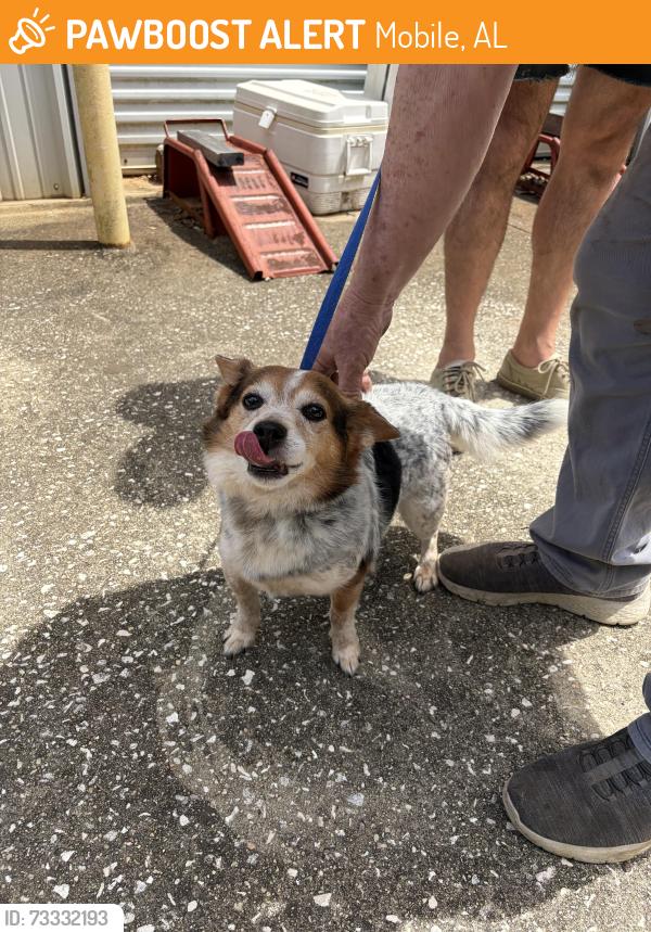 Found/Stray Male Dog last seen Old shell and batre ln, Mobile, AL 36608