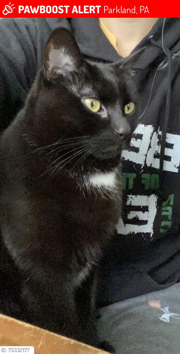 Lost Male Cat last seen Sunflower and Popular, Parkland, PA 19047