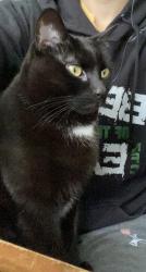 Lost Male Cat last seen Sunflower and Popular, Parkland, PA 19047