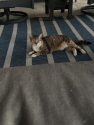 Lost Female Cat last seen Near Gulf blvd Belleair Shore Fl, Belleair Shore, FL 33786