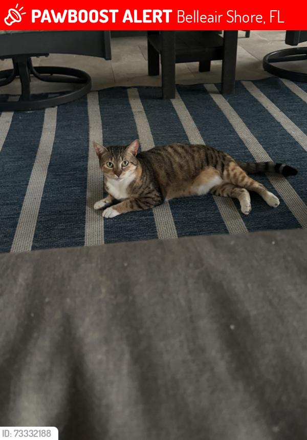 Lost Female Cat last seen Near Gulf blvd Belleair Shore Fl, Belleair Shore, FL 33786