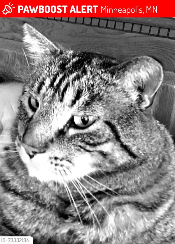 Lost Male Cat last seen Irving N, Cederlake Rd,and Glenwood Ave, Minneapolis, MN 55405
