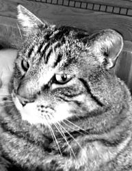 Lost Male Cat last seen Irving N, Cederlake Rd,and Glenwood Ave, Minneapolis, MN 55405