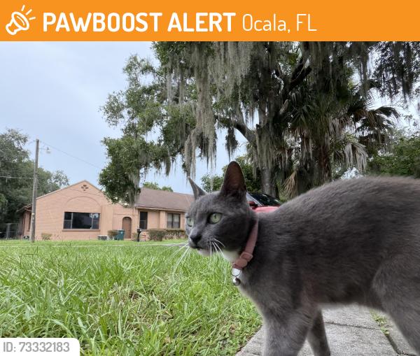Found/Stray Female Cat last seen SE 11th St and Sanchez Avenue, near Trinity World Outreach Ministries, Ocala, FL 34471