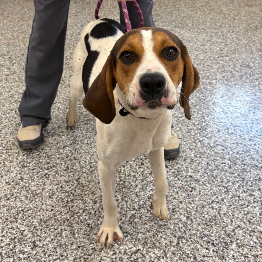 Shelter Stray Male Dog last seen , 425 Kirksey Dr, Morganton, NC 28655, USA