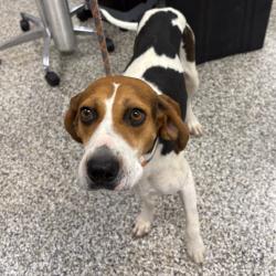 Shelter Stray Female Dog last seen , 425 Kirksey Dr, Morganton, NC 28655, USA