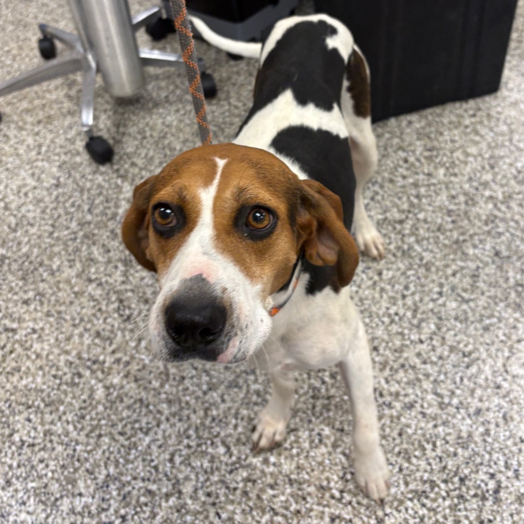 Shelter Stray Female Dog last seen , 425 Kirksey Dr, Morganton, NC 28655, USA