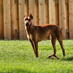 Shelter Stray Female Dog last seen , 825 W Jefferson St, Tipton, IN 46072, USA