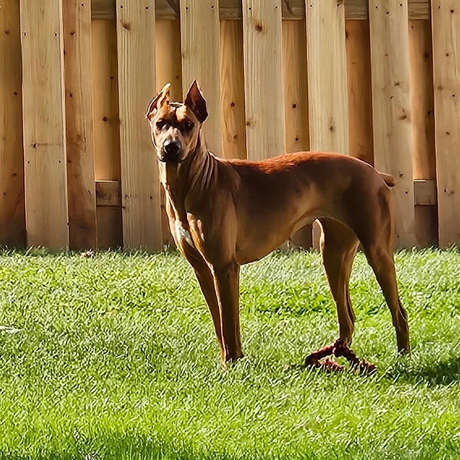 Shelter Stray Female Dog last seen , 825 W Jefferson St, Tipton, IN 46072, USA