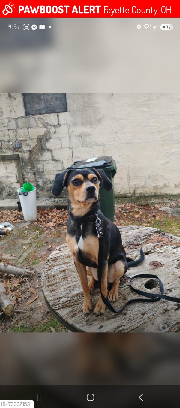Lost Male Dog last seen Near US-35, Jeffersonville, OH 43128, Fayette County, OH 43160