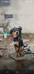 Lost Male Dog last seen Near US-35, Jeffersonville, OH 43128, Fayette County, OH 43160