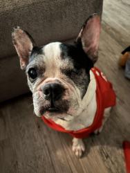 Lost Female Dog last seen Building 14, Morning Glory Dr, PGB Highway, Richardson, TX 75082
