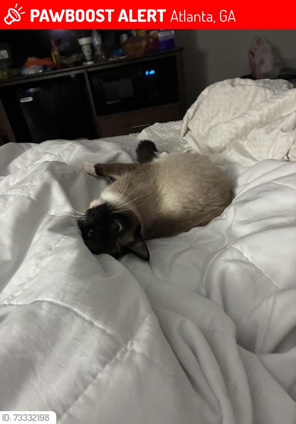 Lost Female Cat last seen Near amli apmts in old 4th ward and Monroe, Atlanta, GA 30308