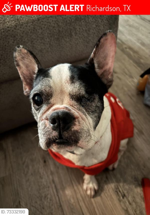 Lost Female Dog last seen Building 14, Morning Glory Dr, PGB Highway, Richardson, TX 75082