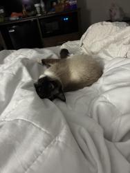 Lost Female Cat last seen Near amli apmts in old 4th ward and Monroe, Atlanta, GA 30308