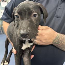 Shelter Stray Female Dog last seen , 980 Guilford College Rd, Greensboro, NC 27409, USA