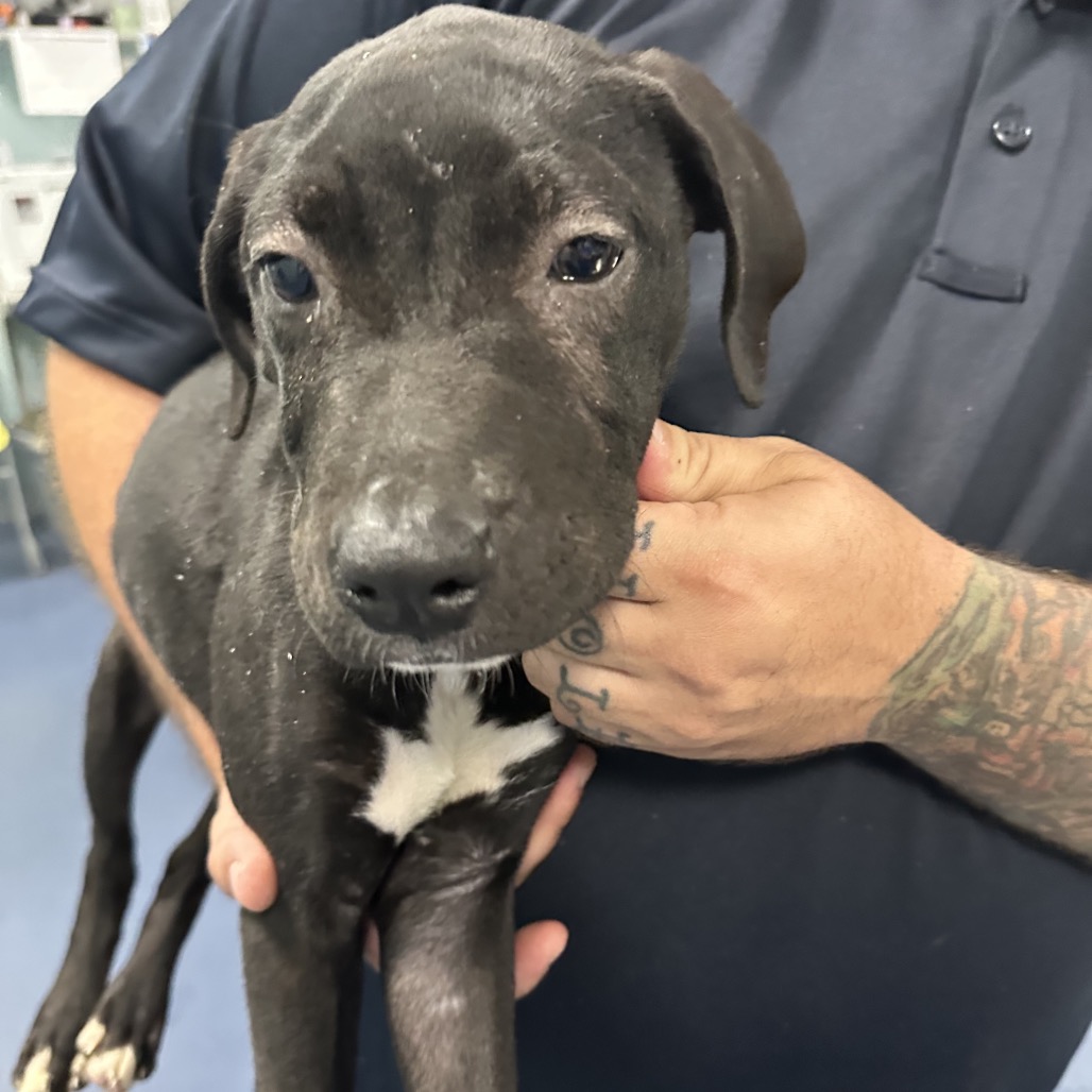 Shelter Stray Female Dog last seen , 980 Guilford College Rd, Greensboro, NC 27409, USA