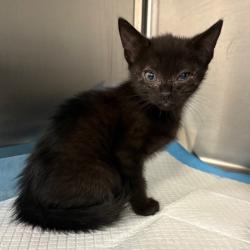 Shelter Stray Unknown Cat last seen , 980 Guilford College Rd, Greensboro, NC 27409, USA