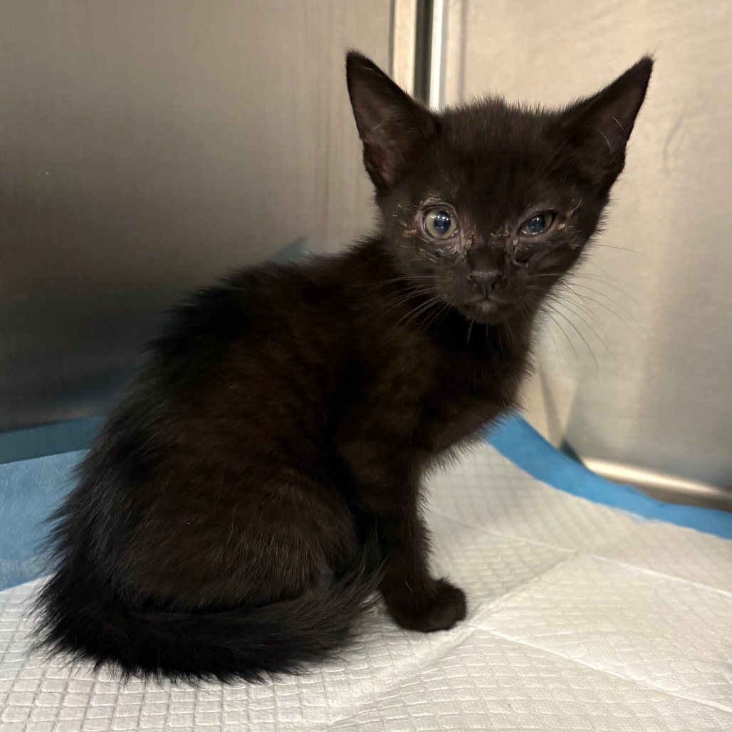 Shelter Stray Unknown Cat last seen , 980 Guilford College Rd, Greensboro, NC 27409, USA