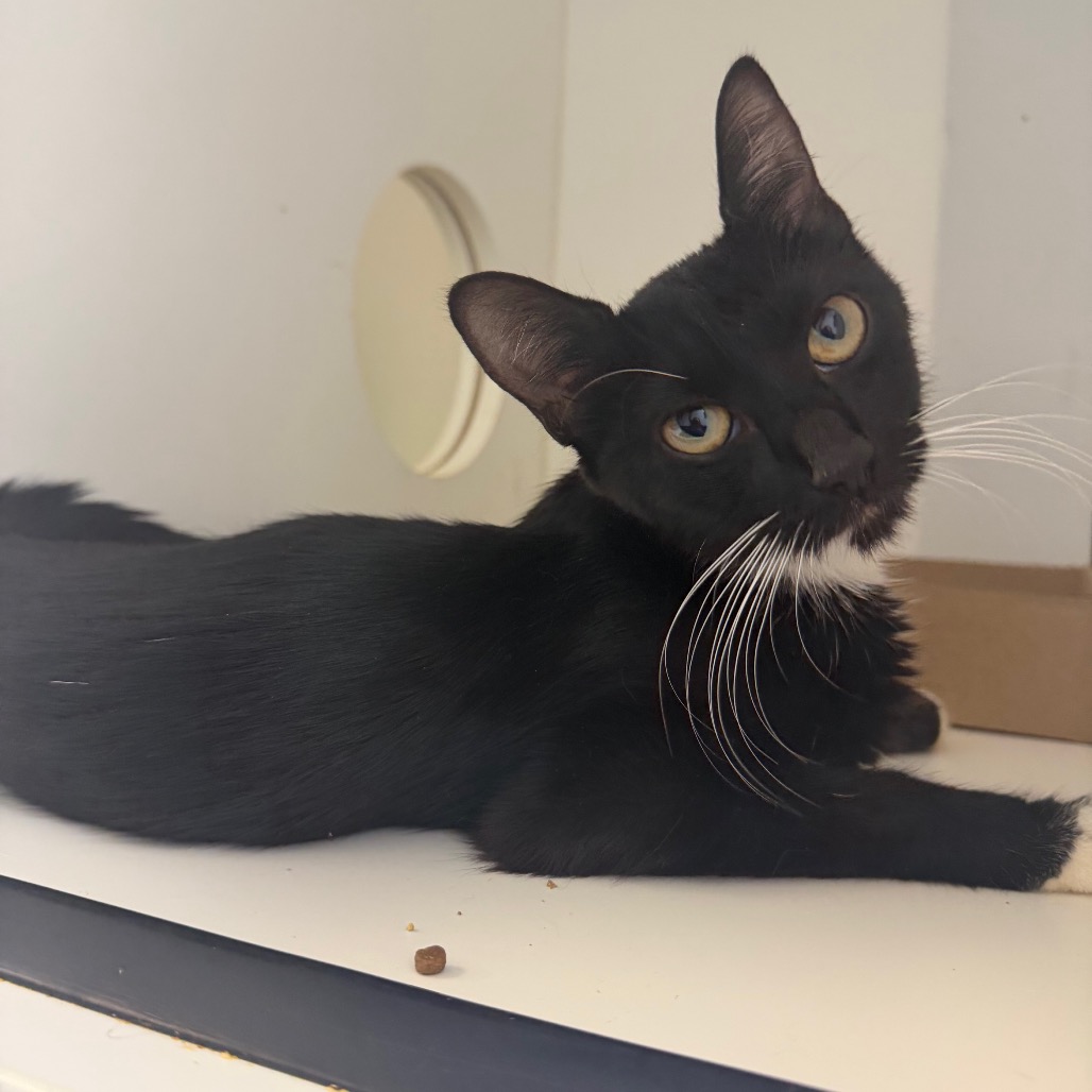 Shelter Stray Female Cat last seen , Animal Care & Control Team of Philly, 111 W Hunting Park Ave, Philadelphia, PA 19140, USA