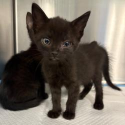 Shelter Stray Unknown Cat last seen , 980 Guilford College Rd, Greensboro, NC 27409, USA