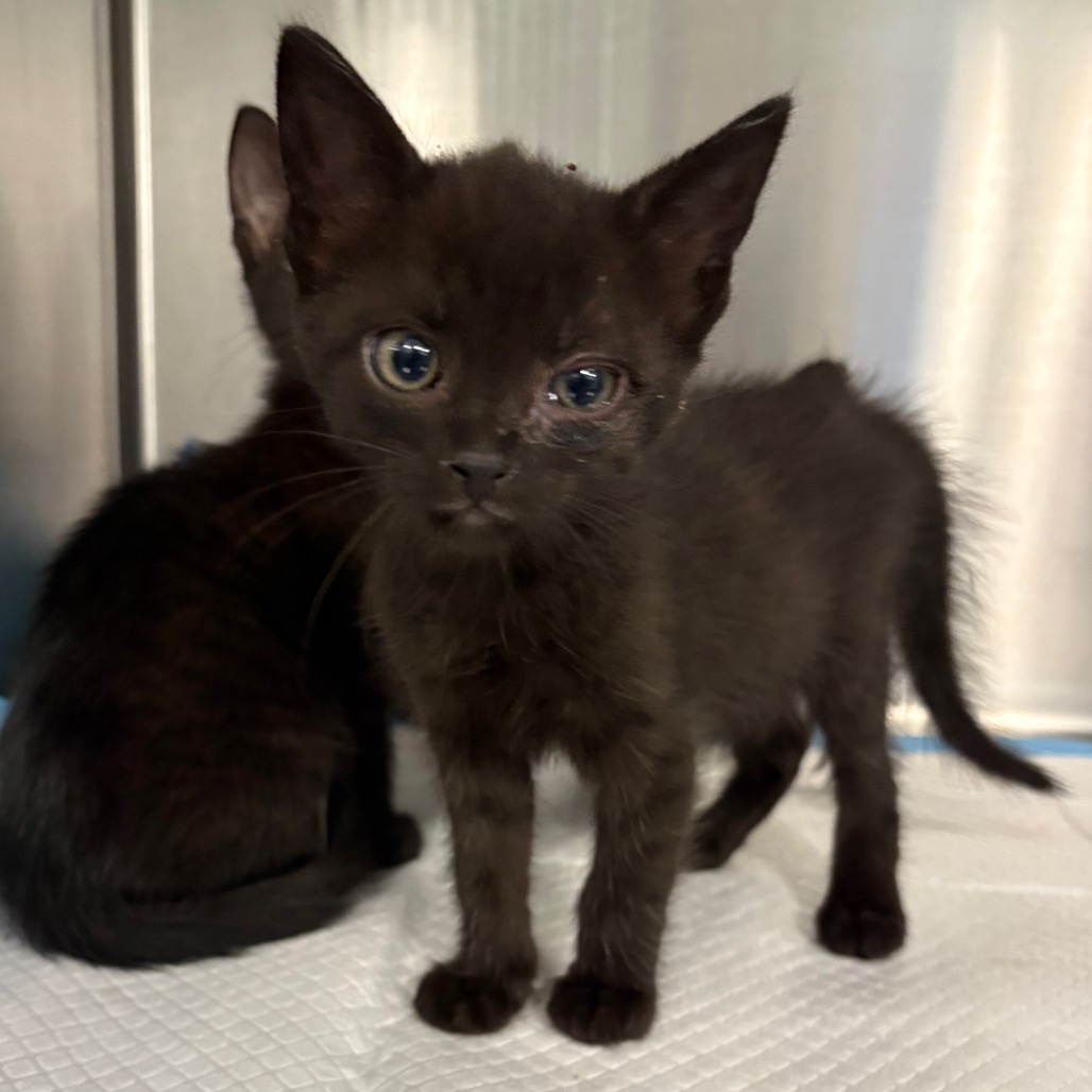 Shelter Stray Unknown Cat last seen , 980 Guilford College Rd, Greensboro, NC 27409, USA