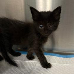 Shelter Stray Unknown Cat last seen , 980 Guilford College Rd, Greensboro, NC 27409, USA