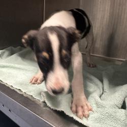 Shelter Stray Male Dog last seen , 980 Guilford College Rd, Greensboro, NC 27409, USA