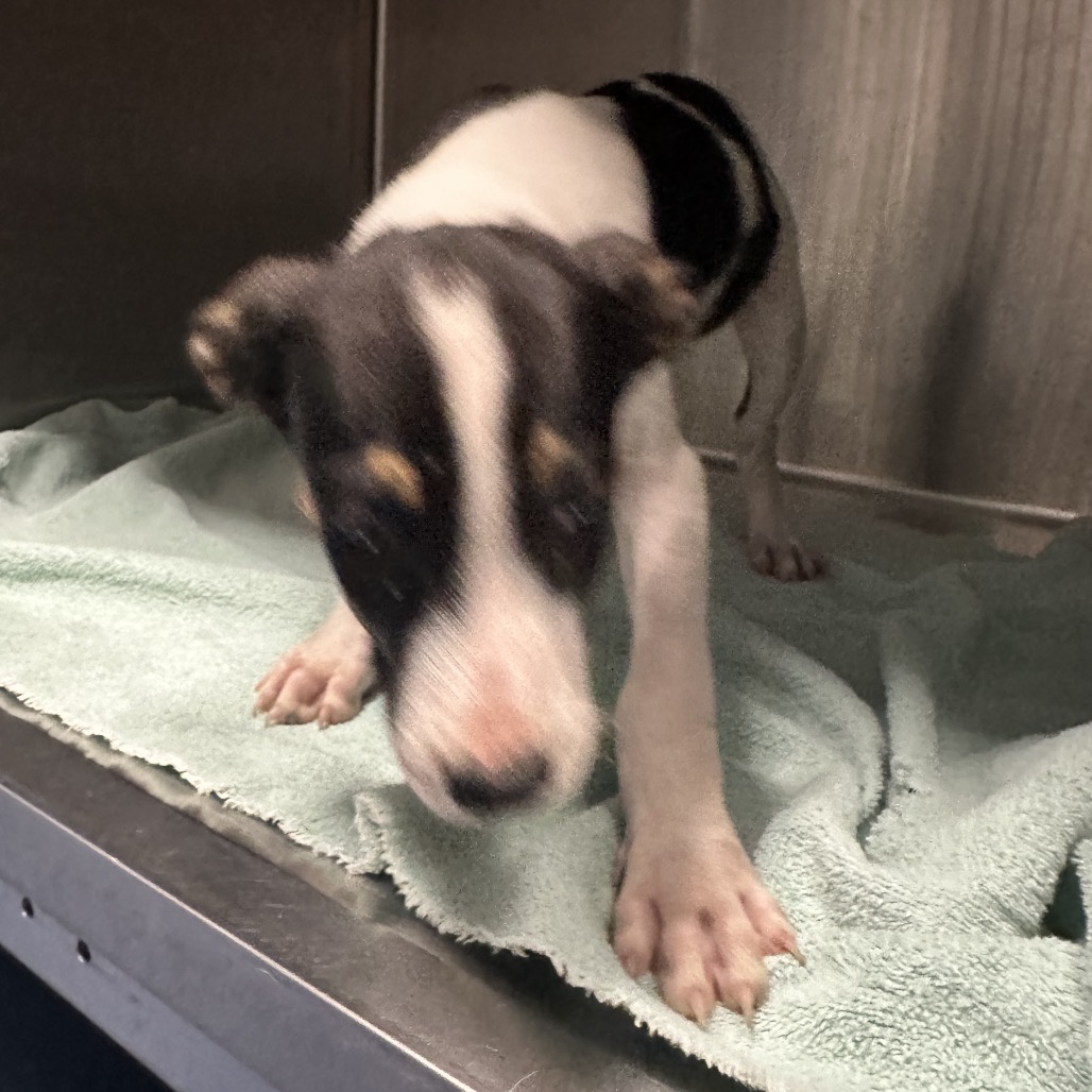 Shelter Stray Male Dog last seen , 980 Guilford College Rd, Greensboro, NC 27409, USA