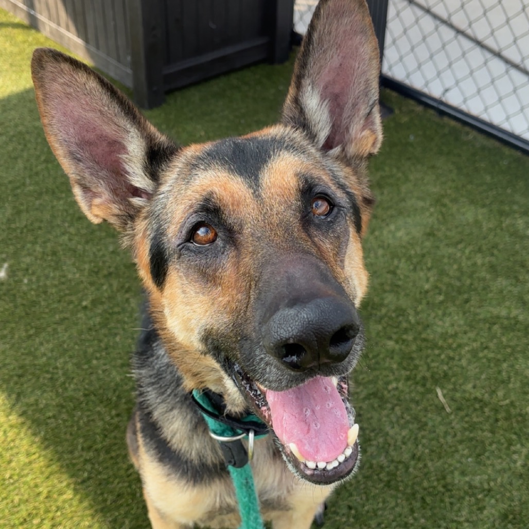 Shelter Stray Male Dog last seen , Animal Care & Control Team of Philly, 111 W Hunting Park Ave, Philadelphia, PA 19140, USA