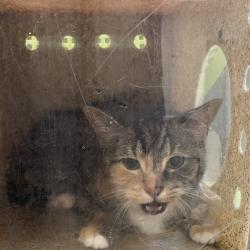 Shelter Stray Unknown Cat last seen , Animal Care & Control Team of Philly, 111 W Hunting Park Ave, Philadelphia, PA 19140, USA