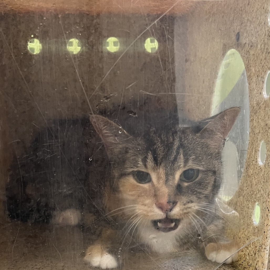 Shelter Stray Unknown Cat last seen , Animal Care & Control Team of Philly, 111 W Hunting Park Ave, Philadelphia, PA 19140, USA