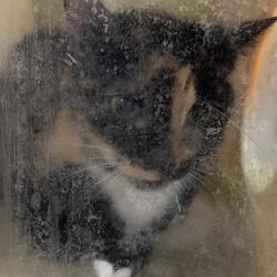 Shelter Stray Female Cat last seen , Animal Care & Control Team of Philly, 111 W Hunting Park Ave, Philadelphia, PA 19140, USA