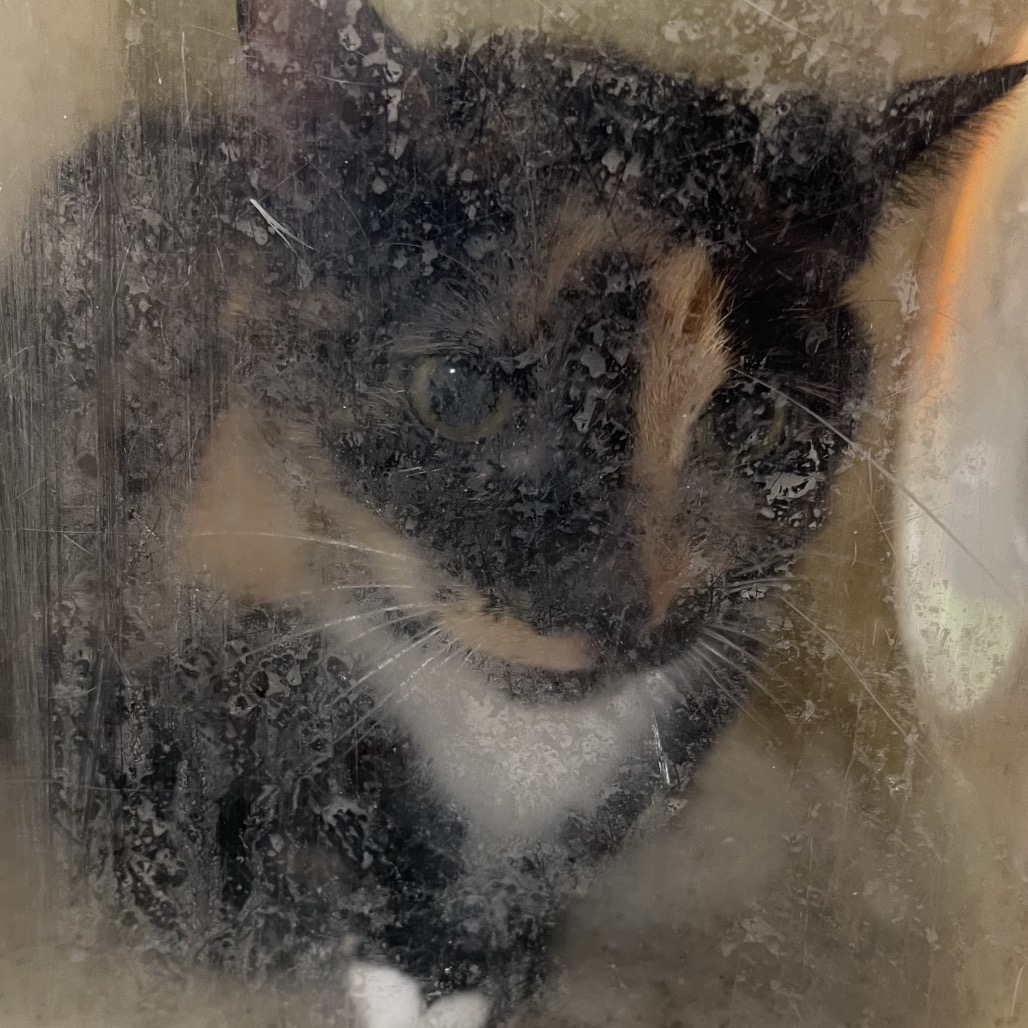 Shelter Stray Female Cat last seen , Animal Care & Control Team of Philly, 111 W Hunting Park Ave, Philadelphia, PA 19140, USA