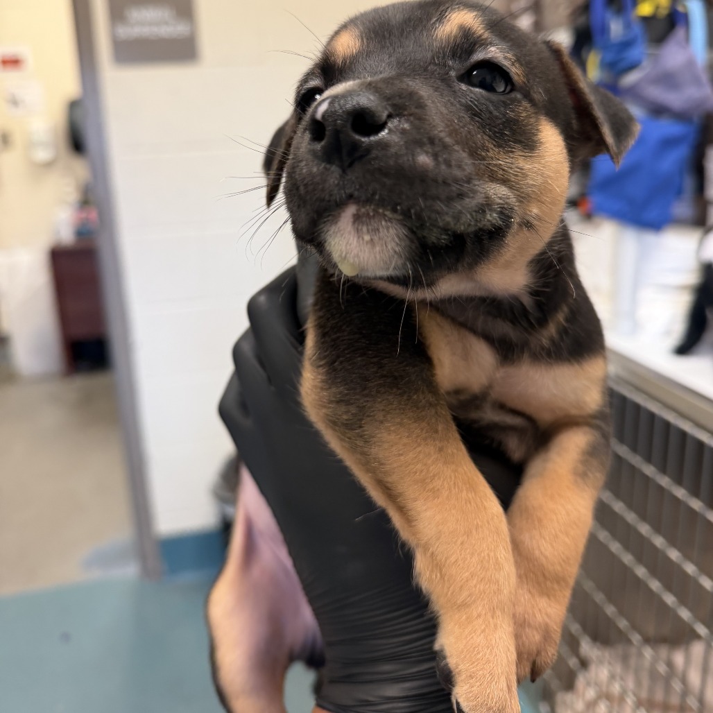 Shelter Stray Male Dog last seen , 2350 Appling City Cove, Memphis, TN 38133, USA