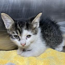 Shelter Stray Female Cat last seen , 4575 E Mesquite Ave, Palm Springs, CA 92264, USA
