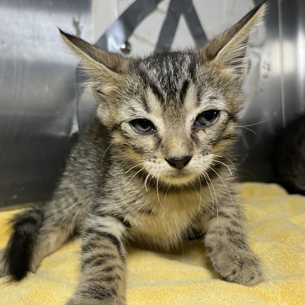 Shelter Stray Male Cat last seen , 4575 E Mesquite Ave, Palm Springs, CA 92264, USA